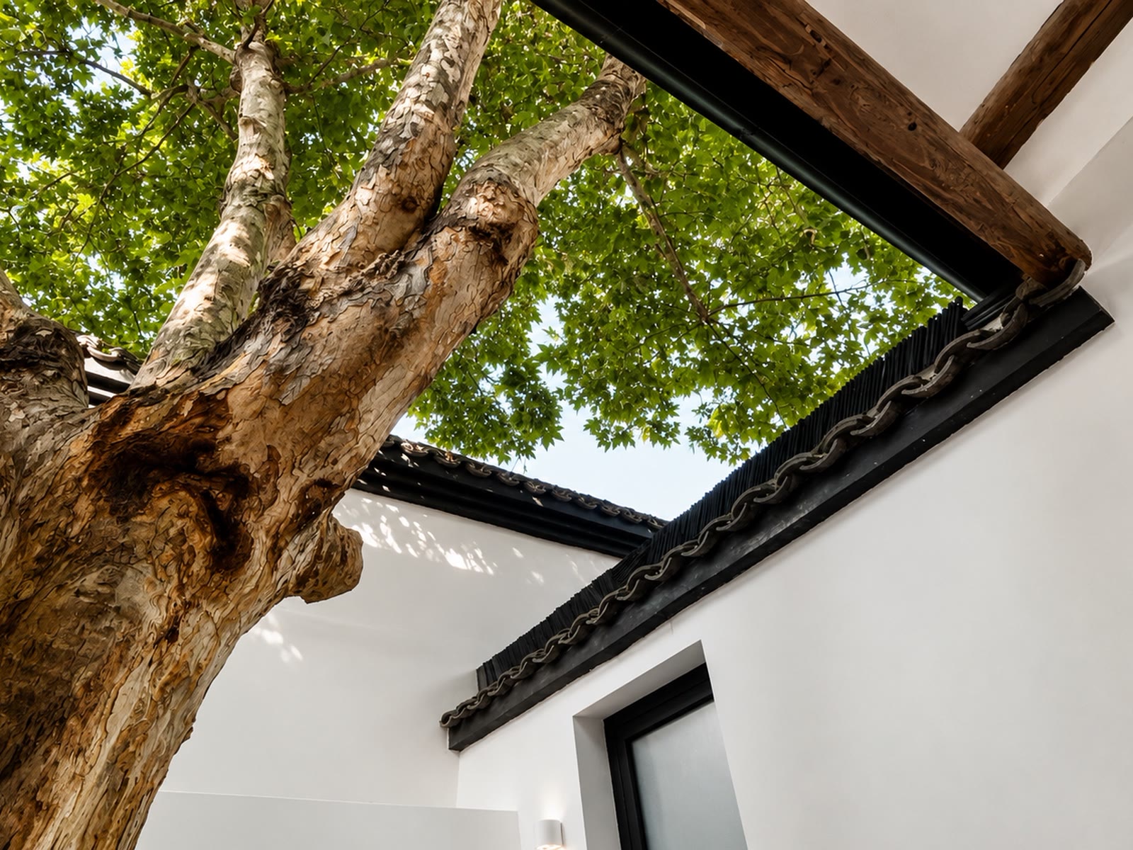 Sycamore Coffee Loft: The old sycamore beside the room